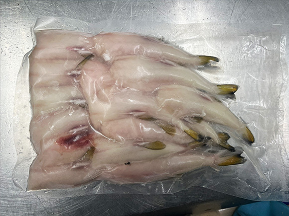 シロサバフグ（キンプク） むき身　小